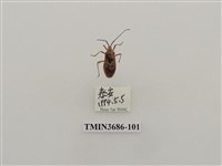 藏品(半翅目(2))的圖片